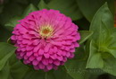 گل آهاری,zinnia,youth-and-old-age
